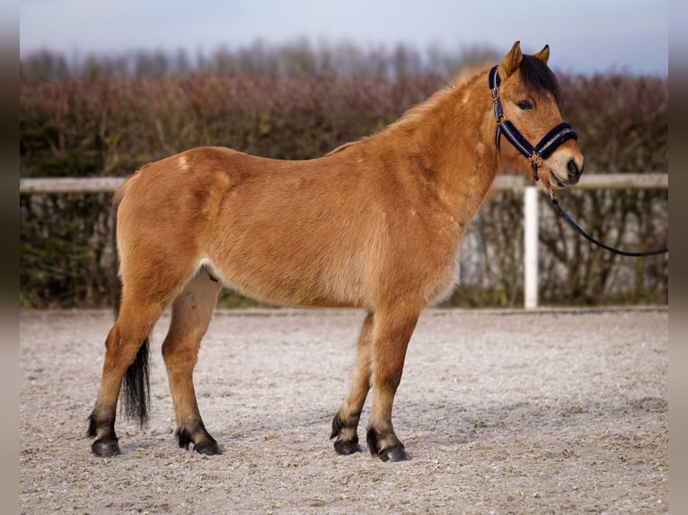 Más ponis/caballos pequeños Caballo castrado 8 años 128 cm Bayo in Neustadt (Wied)