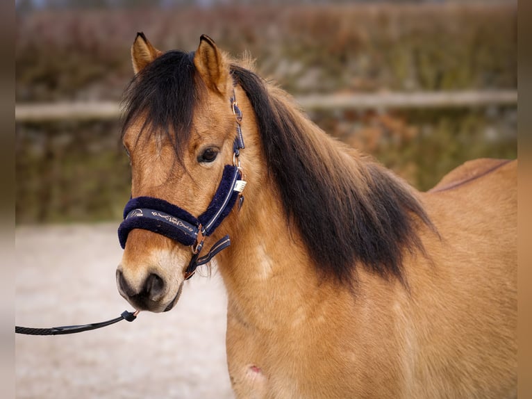 Más ponis/caballos pequeños Caballo castrado 8 años 128 cm Bayo in Neustadt (Wied)