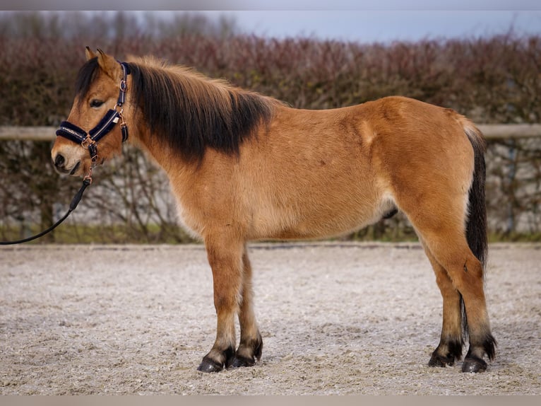 Más ponis/caballos pequeños Caballo castrado 8 años 128 cm Bayo in Neustadt (Wied)