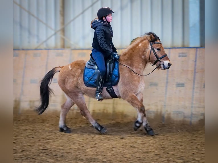 Más ponis/caballos pequeños Caballo castrado 8 años 128 cm Bayo in Neustadt (Wied)