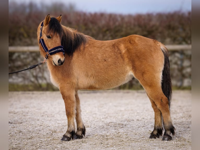 Más ponis/caballos pequeños Caballo castrado 8 años 128 cm Bayo in Neustadt (Wied)