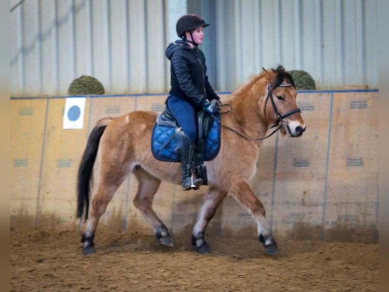 Más ponis/caballos pequeños Caballo castrado 8 años 128 cm Bayo in Neustadt (Wied)