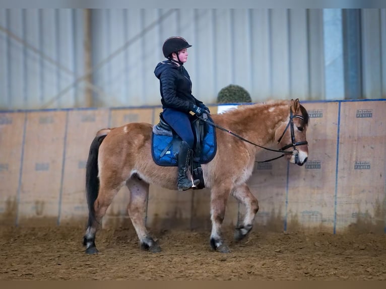 Más ponis/caballos pequeños Caballo castrado 8 años 128 cm Bayo in Neustadt (Wied)