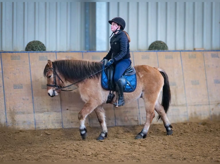 Más ponis/caballos pequeños Caballo castrado 8 años 128 cm Bayo in Neustadt (Wied)