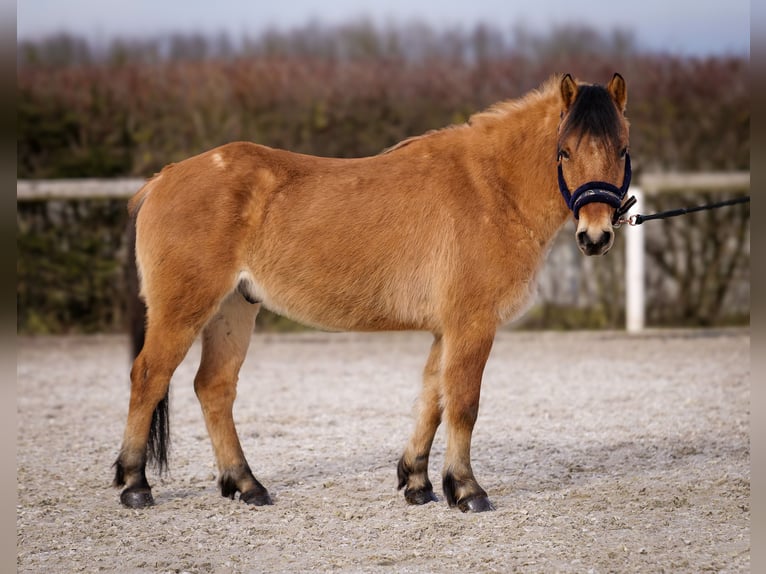 Más ponis/caballos pequeños Caballo castrado 8 años 128 cm Bayo in Neustadt (Wied)