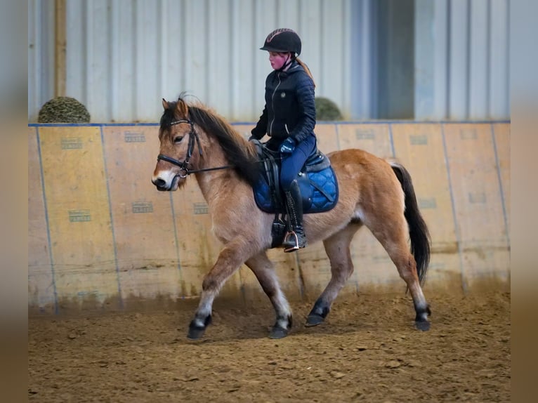 Más ponis/caballos pequeños Caballo castrado 8 años 128 cm Bayo in Neustadt (Wied)