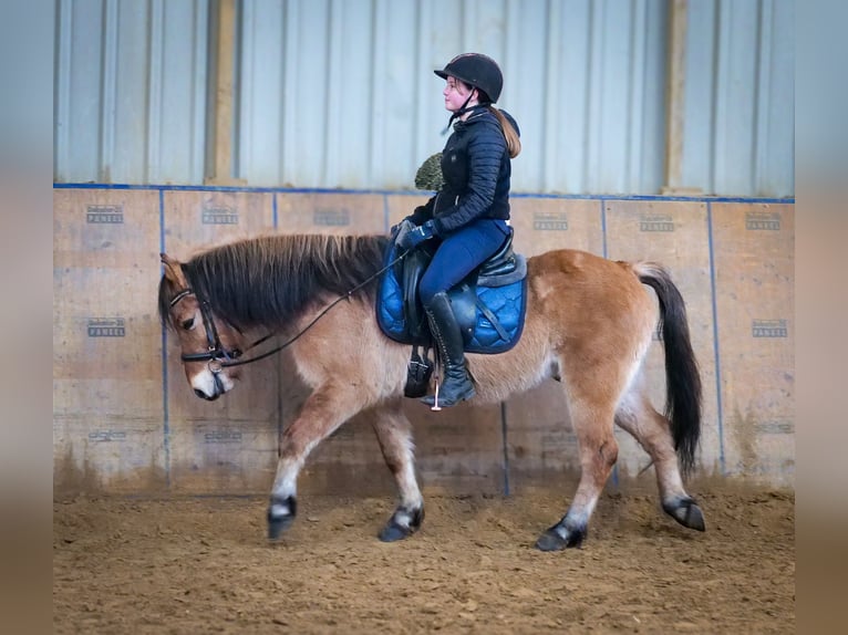 Más ponis/caballos pequeños Caballo castrado 8 años 128 cm Bayo in Neustadt (Wied)