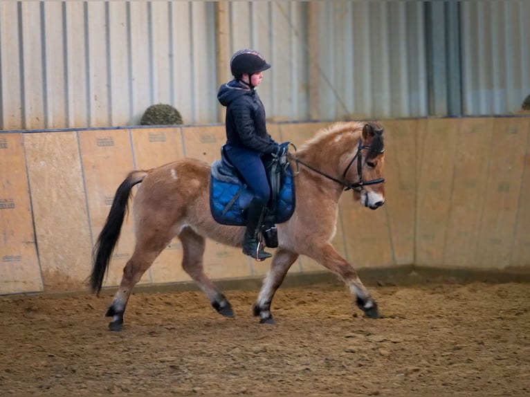 Más ponis/caballos pequeños Caballo castrado 8 años 128 cm Bayo in Neustadt (Wied)