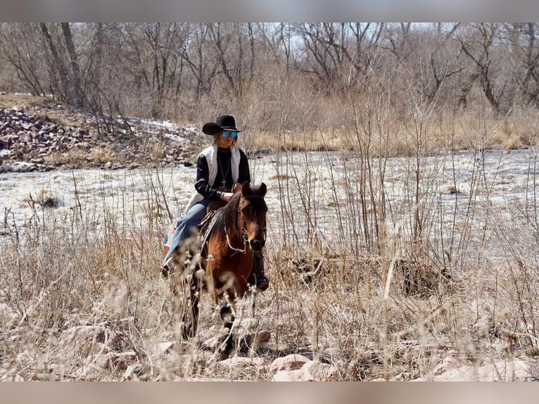 Más ponis/caballos pequeños Caballo castrado 8 años 132 cm Castaño rojizo in Brandon, SD