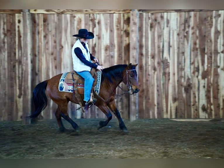 Más ponis/caballos pequeños Caballo castrado 8 años 132 cm Castaño rojizo in Brandon, SD