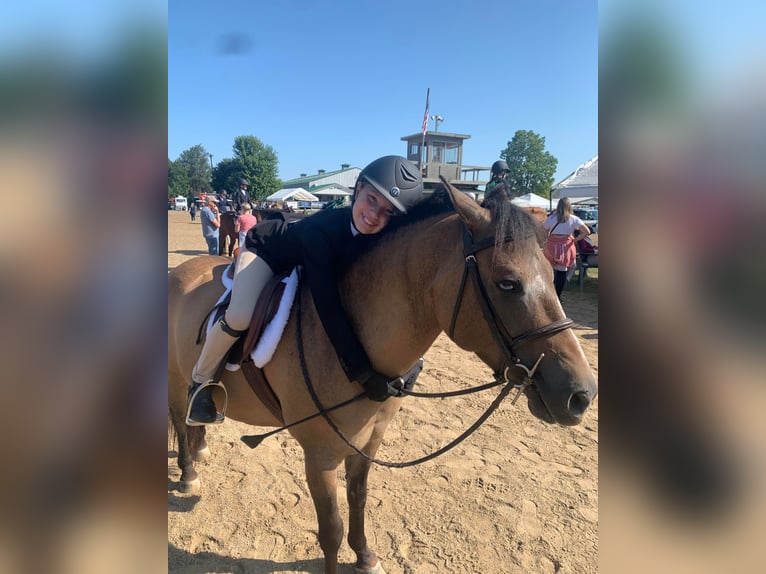 Más ponis/caballos pequeños Caballo castrado 8 años 135 cm Buckskin/Bayo in Highland, MI