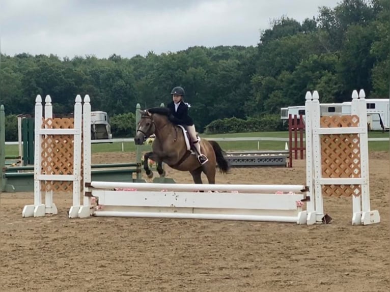 Más ponis/caballos pequeños Caballo castrado 8 años 135 cm Buckskin/Bayo in Highland, MI