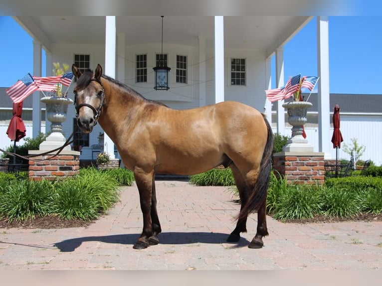 Más ponis/caballos pequeños Caballo castrado 8 años 135 cm Buckskin/Bayo in Highland, MI