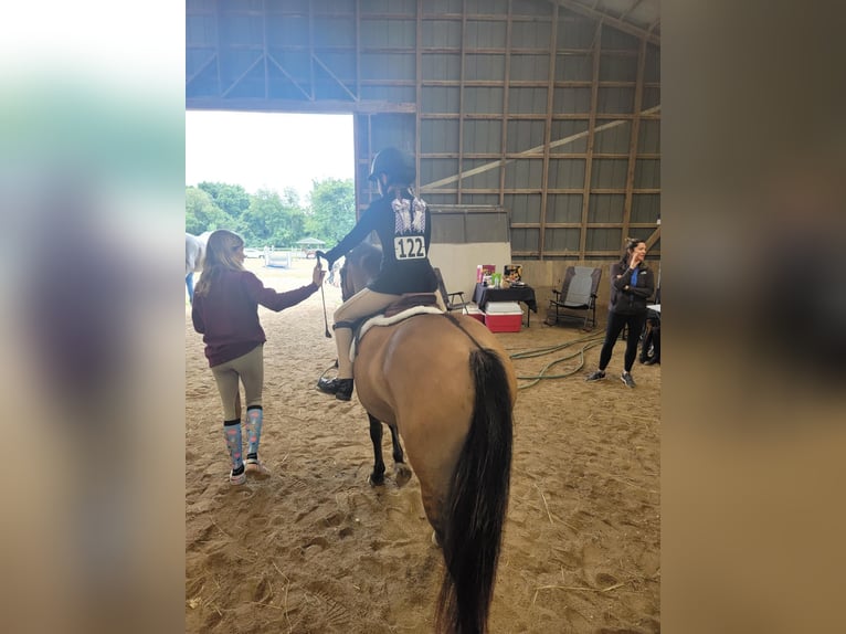 Más ponis/caballos pequeños Caballo castrado 8 años 135 cm Buckskin/Bayo in Highland, MI