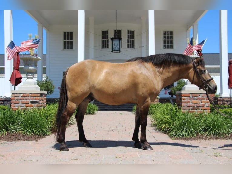 Más ponis/caballos pequeños Caballo castrado 8 años 135 cm Buckskin/Bayo in Highland, MI