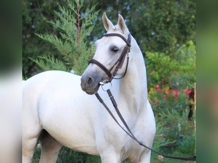 Más ponis/caballos pequeños Caballo castrado 8 años 135 cm White/Blanco in Békésszentandrás