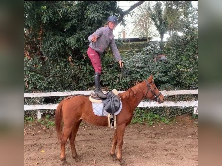 Más ponis/caballos pequeños Caballo castrado 8 años 140 cm Alazán in Anzio