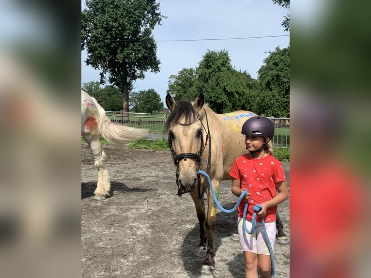 Más ponis/caballos pequeños Mestizo Caballo castrado 8 años 140 cm Bayo in Achberg