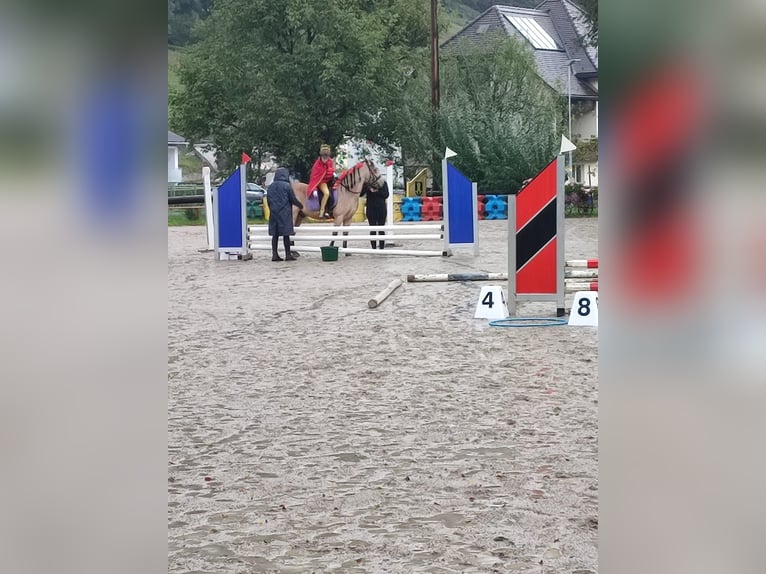 Más ponis/caballos pequeños Mestizo Caballo castrado 8 años 140 cm Bayo in Achberg