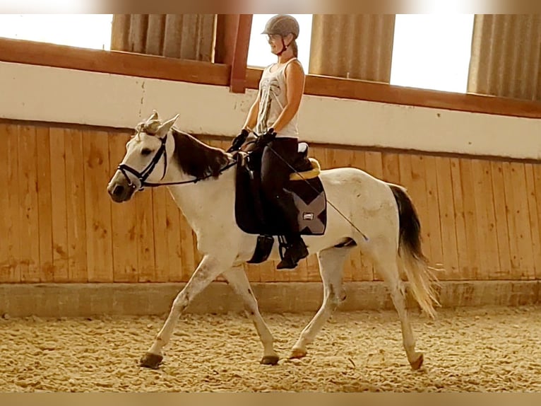 Más ponis/caballos pequeños Caballo castrado 8 años 140 cm Tordo in Böheimkirchen