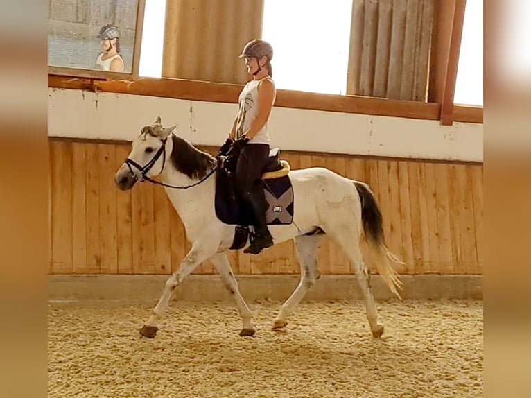 Más ponis/caballos pequeños Caballo castrado 8 años 140 cm Tordo in Böheimkirchen