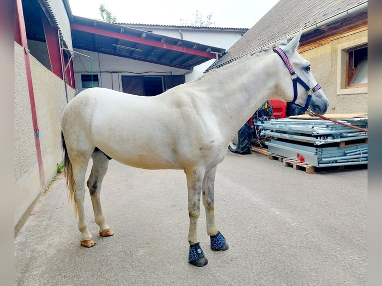 Más ponis/caballos pequeños Caballo castrado 8 años 140 cm Tordo in Böheimkirchen