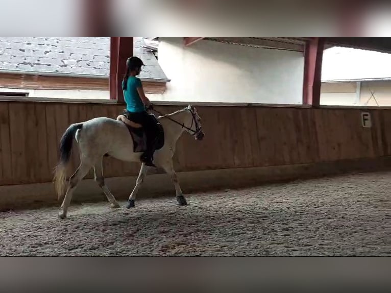 Más ponis/caballos pequeños Caballo castrado 8 años 140 cm Tordo in Böheimkirchen