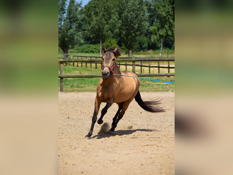 Más ponis/caballos pequeños Caballo castrado 8 años 142 cm Buckskin/Bayo in Giesbeek