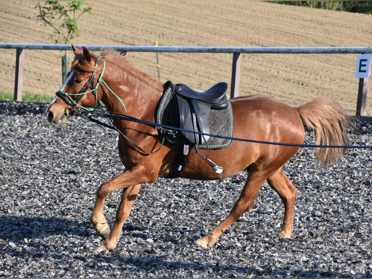 Más ponis/caballos pequeños Caballo castrado 8 años 144 cm Alazán in Linz/Lichtenberg