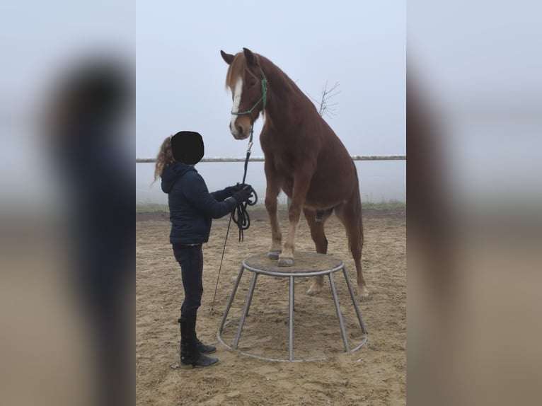 Más ponis/caballos pequeños Caballo castrado 8 años 144 cm Alazán in Linz/Lichtenberg