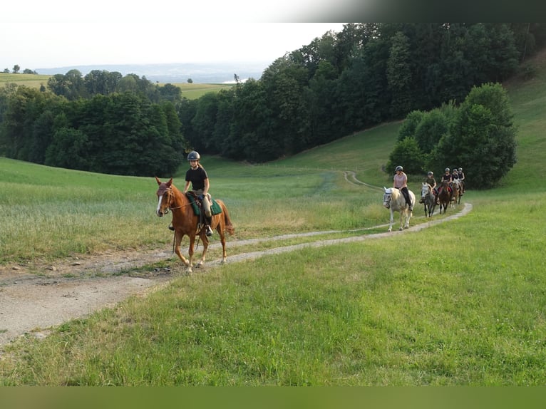 Más ponis/caballos pequeños Caballo castrado 8 años 144 cm Alazán in Linz/Lichtenberg