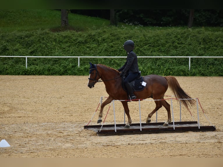 Más ponis/caballos pequeños Caballo castrado 8 años 144 cm Alazán in Linz/Lichtenberg