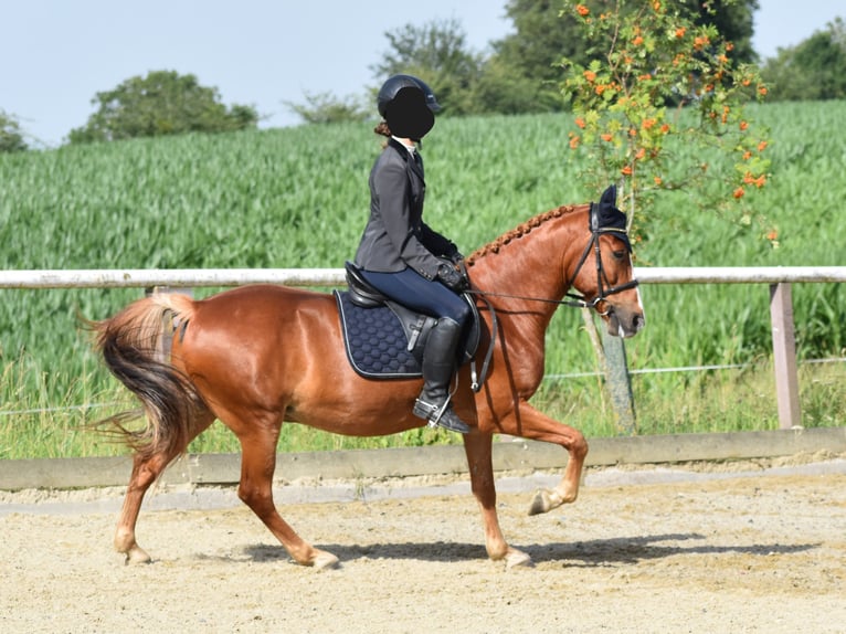 Más ponis/caballos pequeños Caballo castrado 8 años 144 cm Alazán in Linz/Lichtenberg