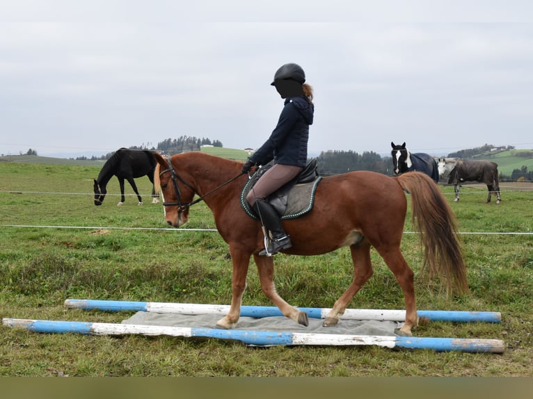 Más ponis/caballos pequeños Caballo castrado 8 años 144 cm Alazán in Linz/Lichtenberg