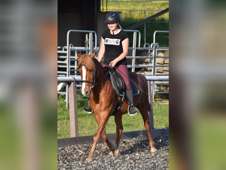 Más ponis/caballos pequeños Caballo castrado 8 años 144 cm Alazán in Linz/Lichtenberg