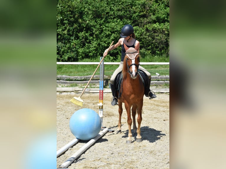 Más ponis/caballos pequeños Caballo castrado 8 años 144 cm Alazán in Linz/Lichtenberg