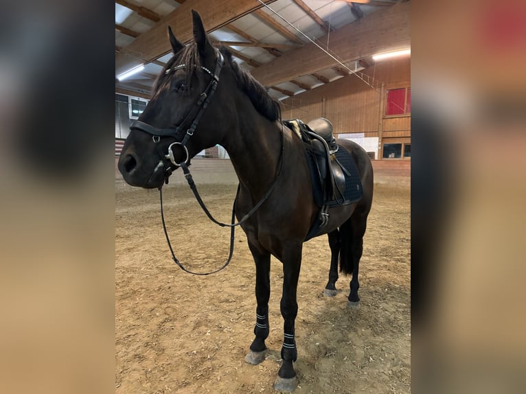 Más ponis/caballos pequeños Caballo castrado 8 años 150 cm Negro in Offenburg