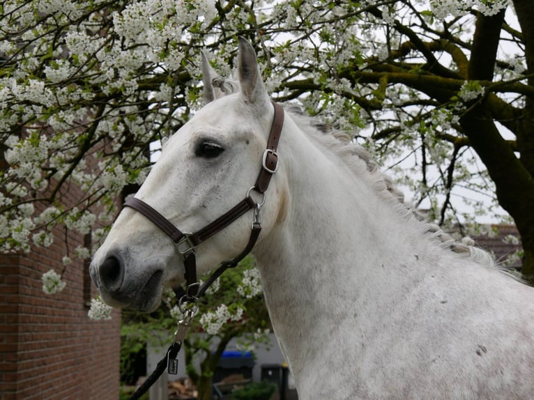 Más ponis/caballos pequeños Caballo castrado 8 años 154 cm in Dorsten