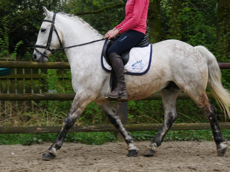 Más ponis/caballos pequeños Caballo castrado 8 años 154 cm in Dorsten