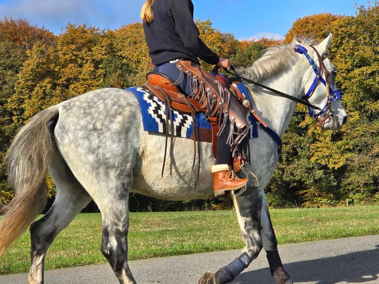 Más ponis/caballos pequeños Caballo castrado 8 años 154 cm Tordo in Linkenbach