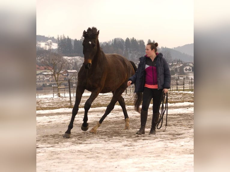 Más ponis/caballos pequeños Caballo castrado 8 años 155 cm Negro in Kirchbichl