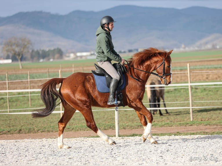 Más ponis/caballos pequeños Mestizo Caballo castrado 8 años 158 cm Alazán in Zellwiller