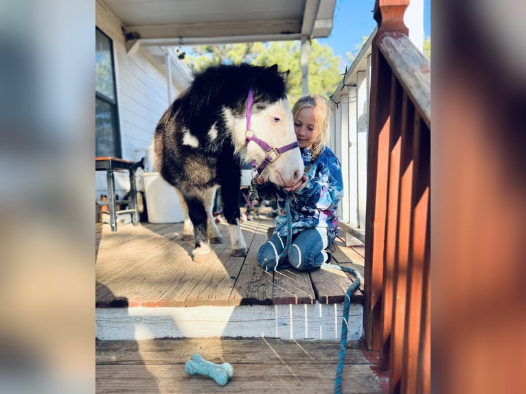 Más ponis/caballos pequeños Caballo castrado 8 años 86 cm in Cisco, TX