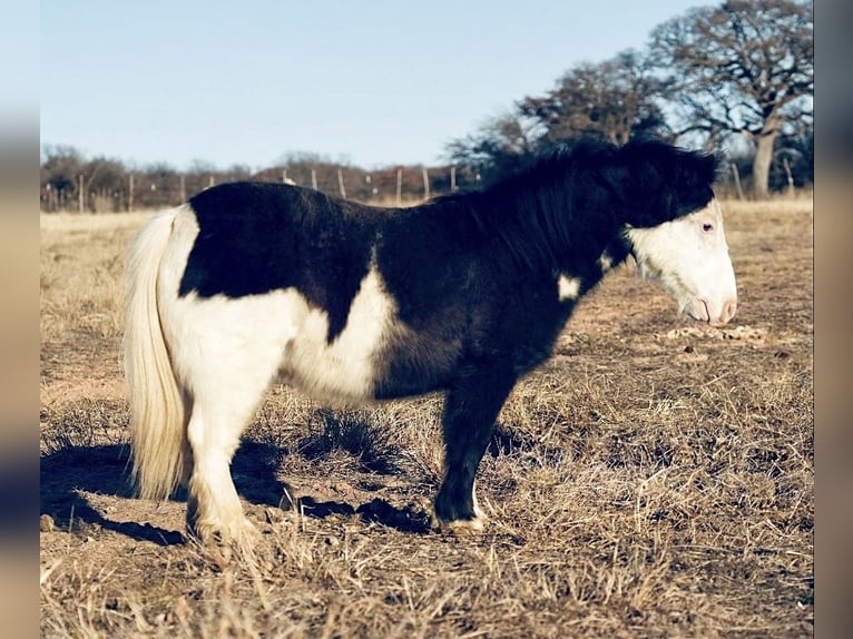 Más ponis/caballos pequeños Caballo castrado 8 años 86 cm in Cisco, TX