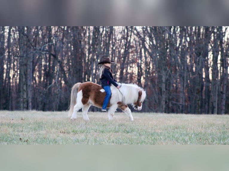 Más ponis/caballos pequeños Caballo castrado 8 años 91 cm in Clarion, PA