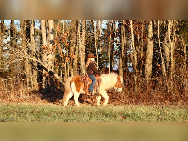 Más ponis/caballos pequeños Caballo castrado 8 años 91 cm in Clarion, PA