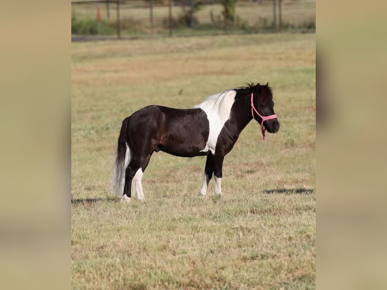 Más ponis/caballos pequeños Caballo castrado 8 años 91 cm Negro in Joshua, TX