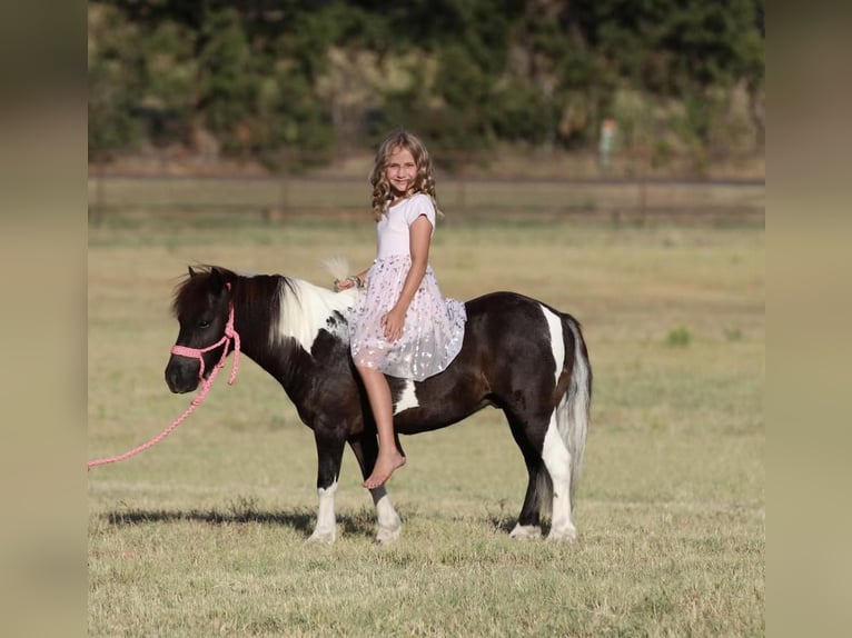 Más ponis/caballos pequeños Caballo castrado 8 años 91 cm Negro in Joshua, TX