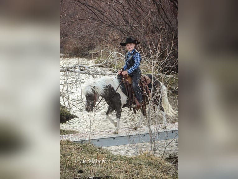 Más ponis/caballos pequeños Caballo castrado 8 años 94 cm in Jamesport, NY