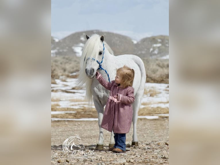 Más ponis/caballos pequeños Caballo castrado 8 años 94 cm Tordo in Cody, WY